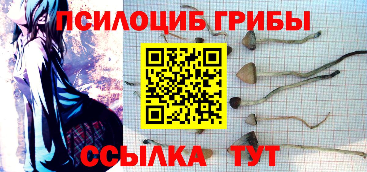 Псилоцибиновые грибы Psilocybe Ноябрьск